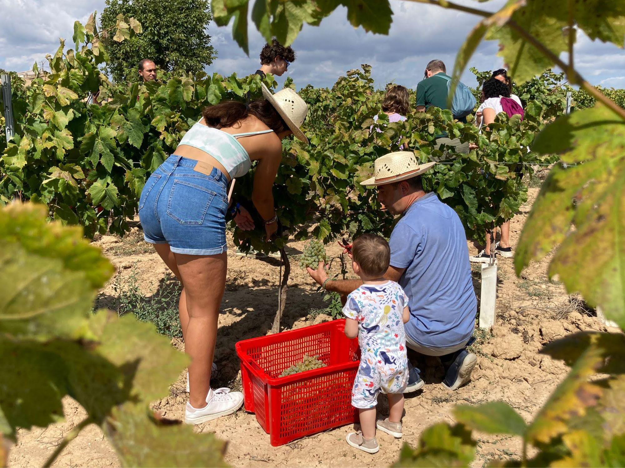 La Verema del Cava