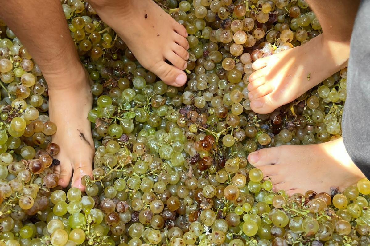 Vilarnau La Verema del Cava