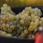 Guilera La Verema del Cava
