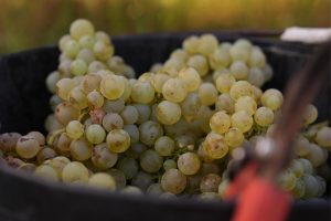 Guilera La Verema del Cava
