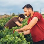 Miquel Pons La Verema del Cava
