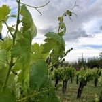 Pagès Entrena La Verema del Cava