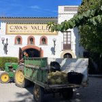 Rovellats La Verema del Cava