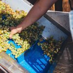 Miquel Pons La Verema del Cava