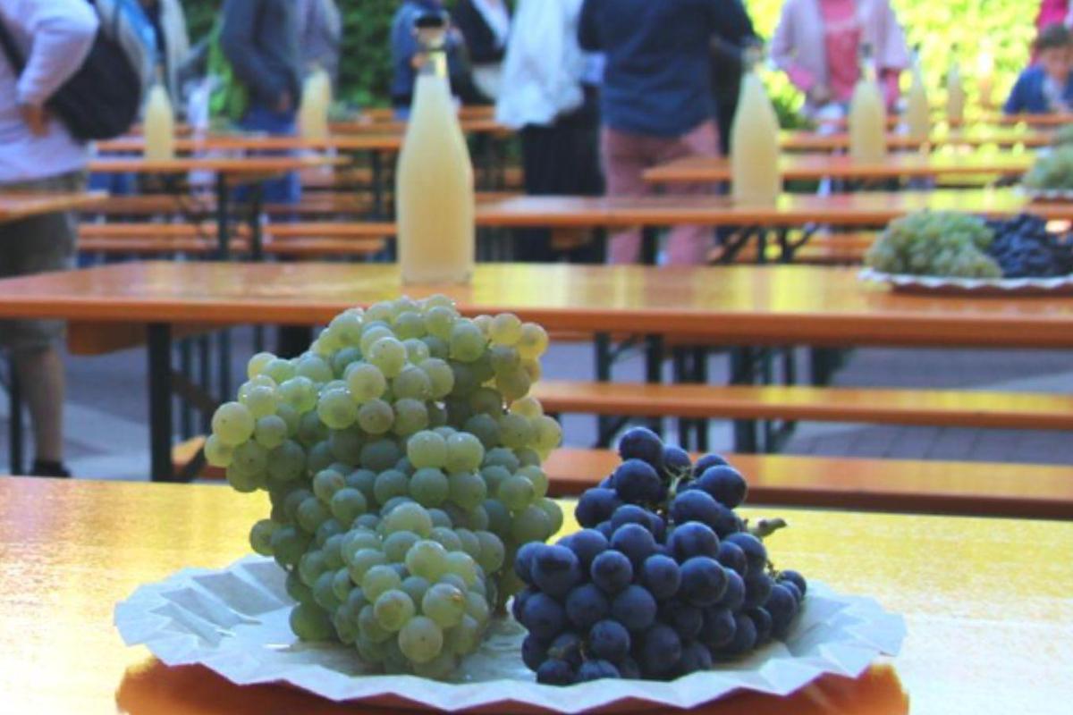 Carles Andreu La Verema del Cava