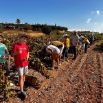 Canals i Munne La Verema del Cava 2
