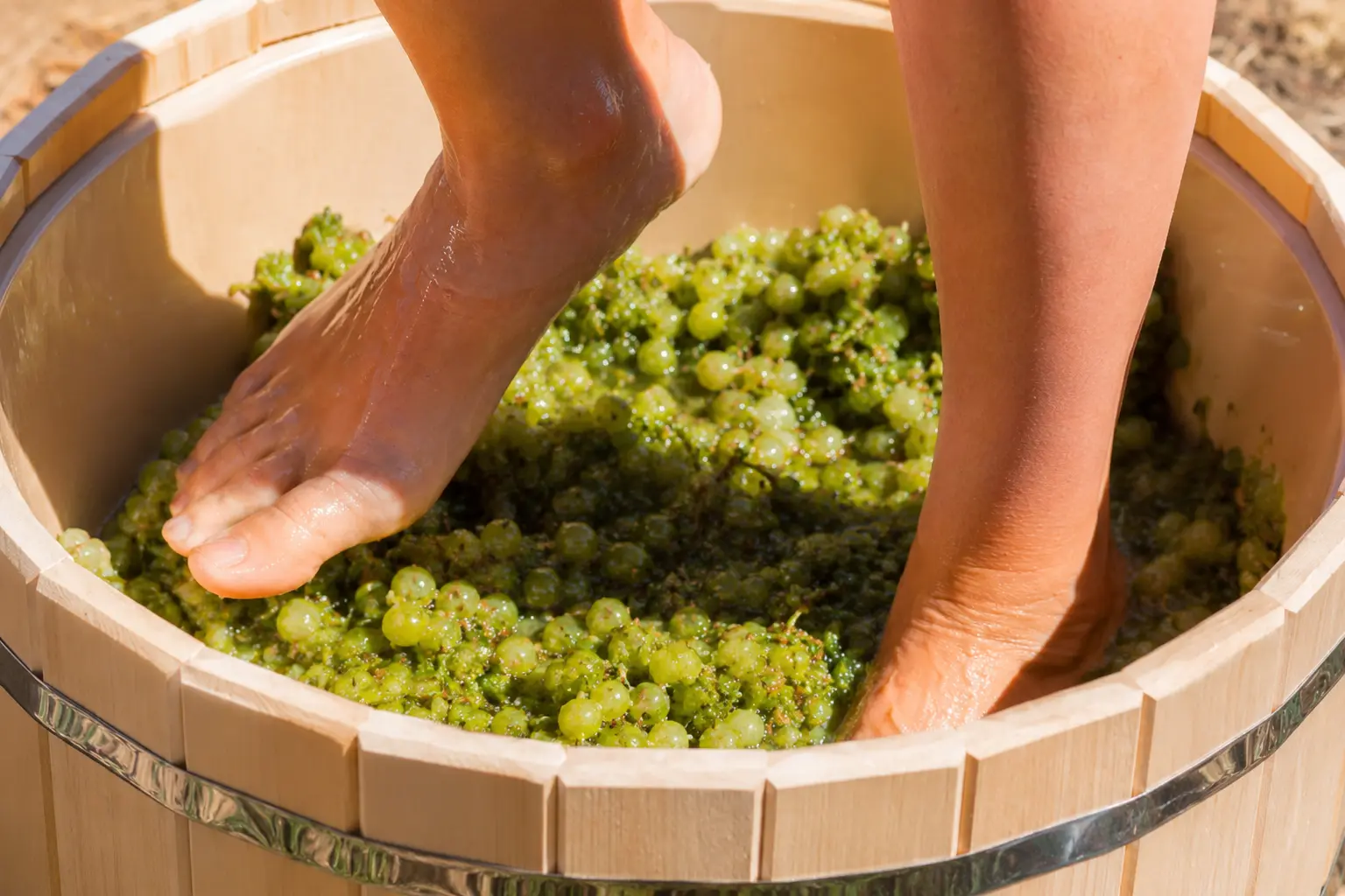 la verema del cava trepitjar raim